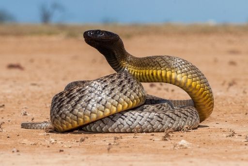 world's deadliest snakes