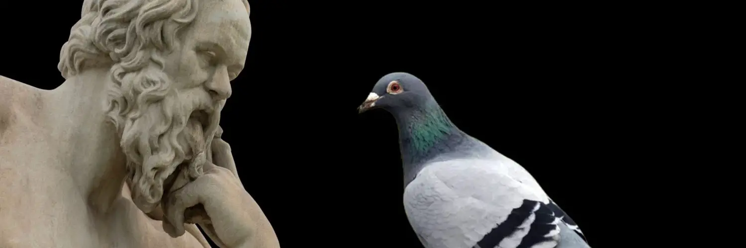 smart pigeons