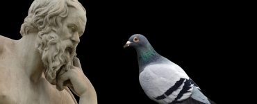 smart pigeons