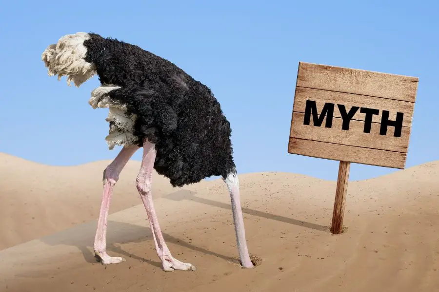 facts about ostrich