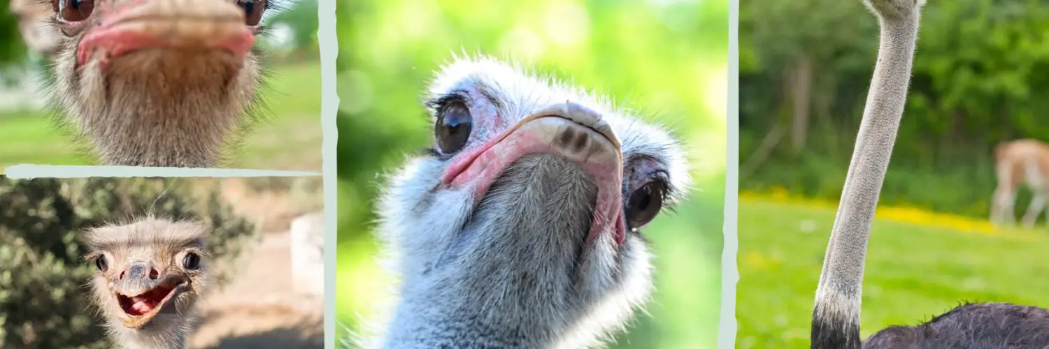 facts about ostrich