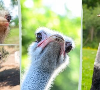 facts about ostrich