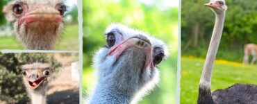 facts about ostrich