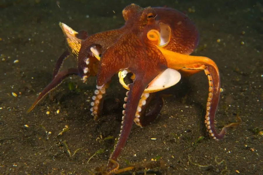 octopuses