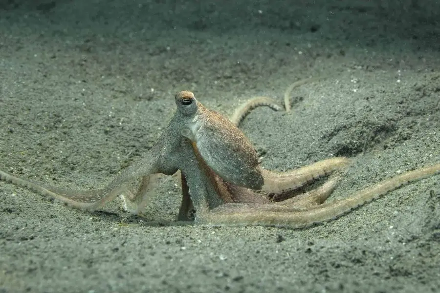 octopuses